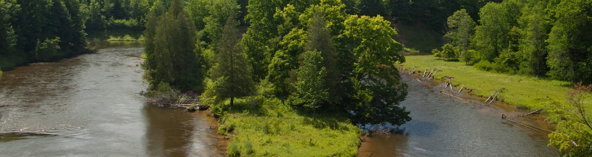 Image of river with lots of foliage