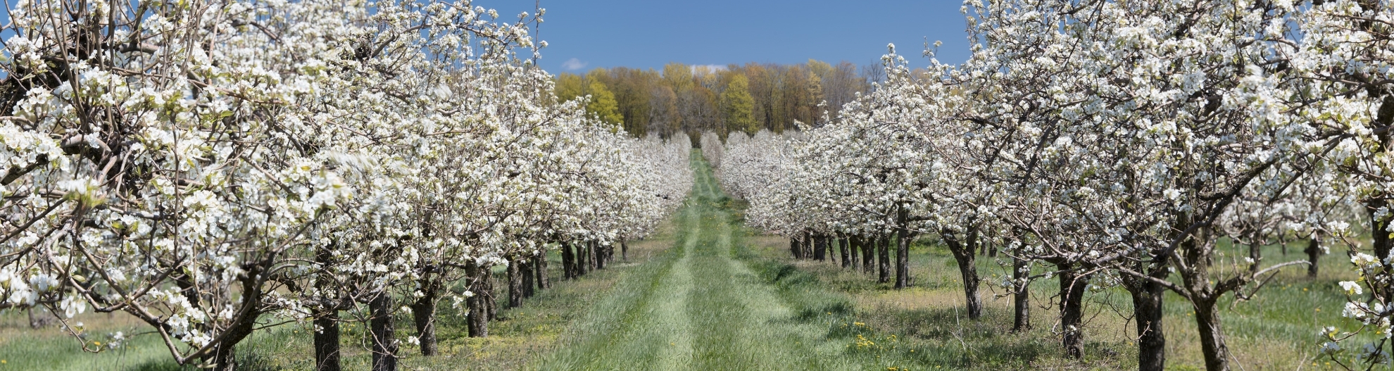 Cherry Trees in Michigan