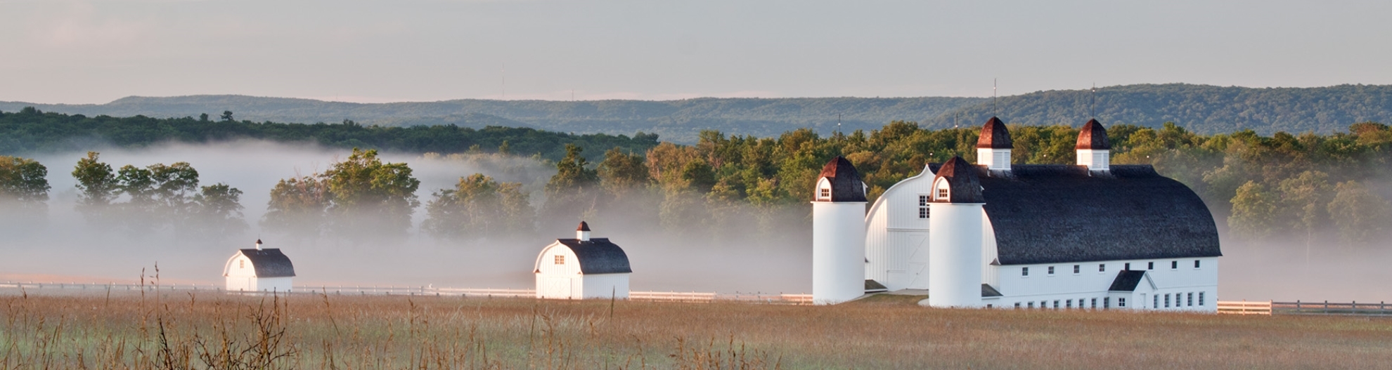 White bard in early morning